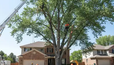 Arborists removing large tree with bucket truck in Thornton, Denver CO for professional tree removal service