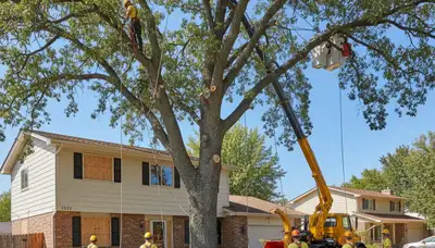 Professional arborists performing large tree removal in Westminster, Denver CO using bucket truck equipment