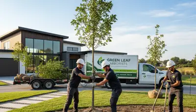 Arborists planting a new tree in Denver, CO for Chop Chop Tree professional tree planting service