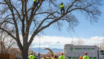 Professional tree removal service in Denver CO safely clearing residential property trees
