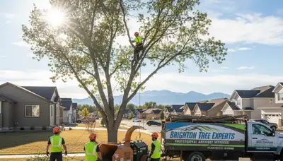 Professional tree removal service team working safely in Denver, Colorado