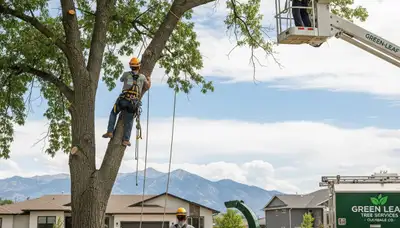 Professional tree removal service in Denver, CO by certified arborists at Denver Colorado Tree Service