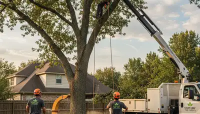 Professional tree removal service in Denver CO safely cutting and clearing large trees