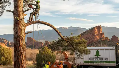 Professional tree removal service in Denver CO safely cutting and clearing large trees