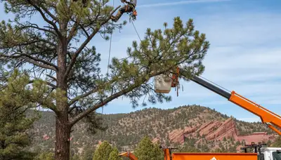 Professional tree removal service in Denver, CO safely cutting and clearing large yard trees