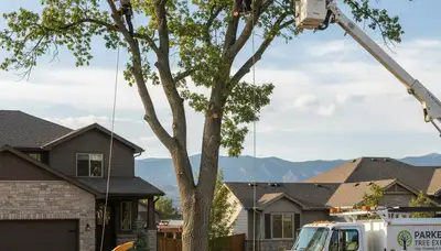 Professional tree removal service in Denver, CO safely cutting down large backyard pine tree