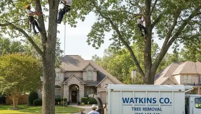 Professional tree removal service in Denver, CO safely cutting and clearing residential trees