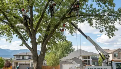 Professional tree removal service in Denver, CO safely cutting large oak for property clearance