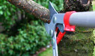 Tree Pruning Services in Denver CO