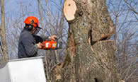 Tree Removal in Denver CO