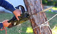 Tree Trimming in Denver CO